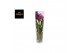Vanda hybriden Lisanne glas - Pink/Cerise/Fuchsia 