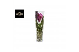 Vanda hybriden Lisanne glas - Pink/Cerise/Fuchsia