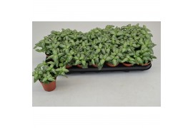 Fittonia overig Fittonia