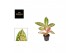 Aglaonema overig Aglaonema 