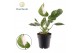 Philodendron white princess 
