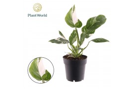 Philodendron white princess