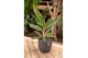 Aglaonema pepper bells 