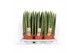 Sansevieria cylindrica 
