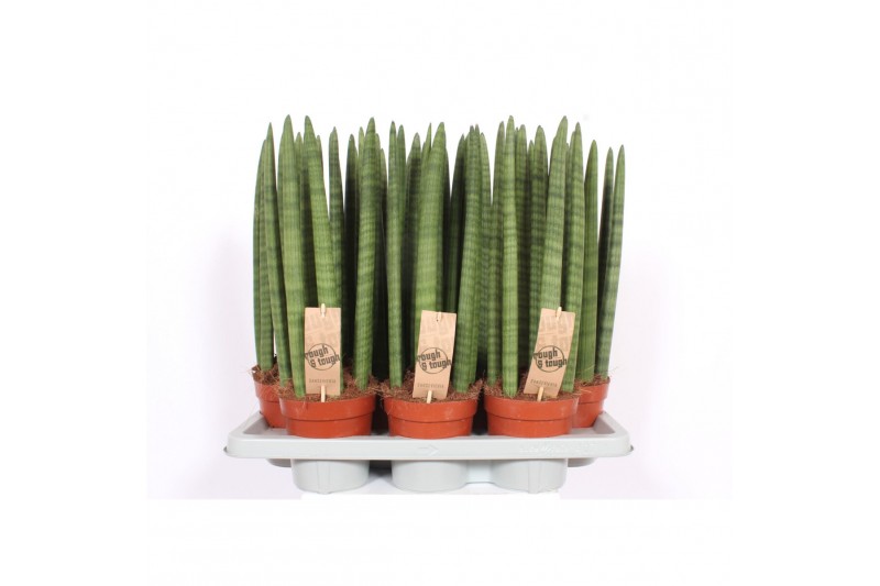 Sansevieria cylindrica 