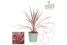 Cordyline Pink Passion 75 - 80 cm 1 pp
