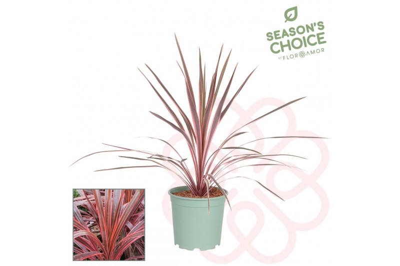 Cordyline Pink Passion 75 - 80 cm 1 pp Cordyline Pink Passion 75 - 80 cm 1 pp