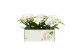 Phalaenopsis anthura madrid shorty 1 tak 