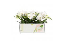 Phalaenopsis anthura madrid shorty 1 tak