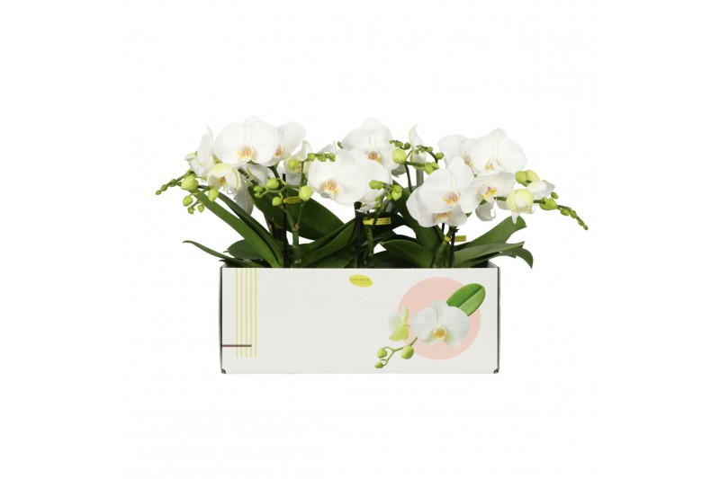 Phalaenopsis anthura madrid shorty 1 tak 