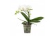Phalaenopsis anthura madrid shorty 1 tak 
