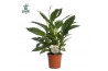 Spathiphyllum vivaldi 3+ bloem - AirSoPure, WOW-etiket