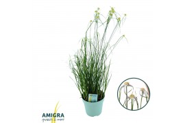 Rhynchospora colorata