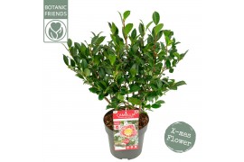 Camellia sasanqua
