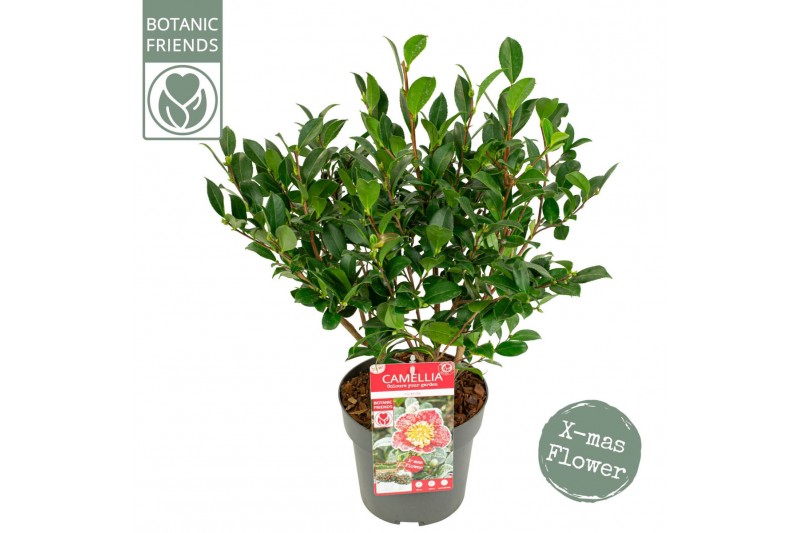 Camellia sasanqua 