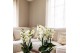 Phalaenopsis multiflora anthura lausanne Kolibri Orchids Blossom 6 tak 