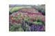 Buddleja davidii butterfly candy mix mixlaag 