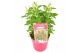 Buddleja davidii butterfly candy little ruby 