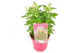 Buddleja davidii butterfly candy little ruby