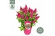 Buddleja davidii butterfly candy little ruby 