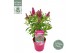 Buddleja davidii butterfly candy little ruby 