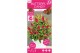 Buddleja davidii butterfly candy little ruby 