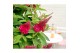 Buddleja davidii butterfly candy little ruby 