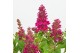 Buddleja davidii butterfly candy little ruby 