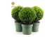 Ilex crenata jenny Ball Ø25cm 