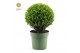 Ilex crenata jenny Ball Ø25cm 