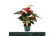 Anthurium andr. Aroha 3 bloem 