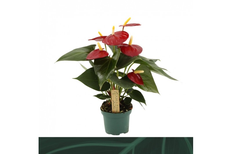 Anthurium andr. Aroha 3 bloem 