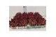 Sempervivum Sempervivum "Barcelona" kleur Cherry Red 