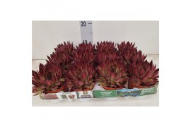 Sempervivum Sempervivum "Barcelona" kleur Cherry Red