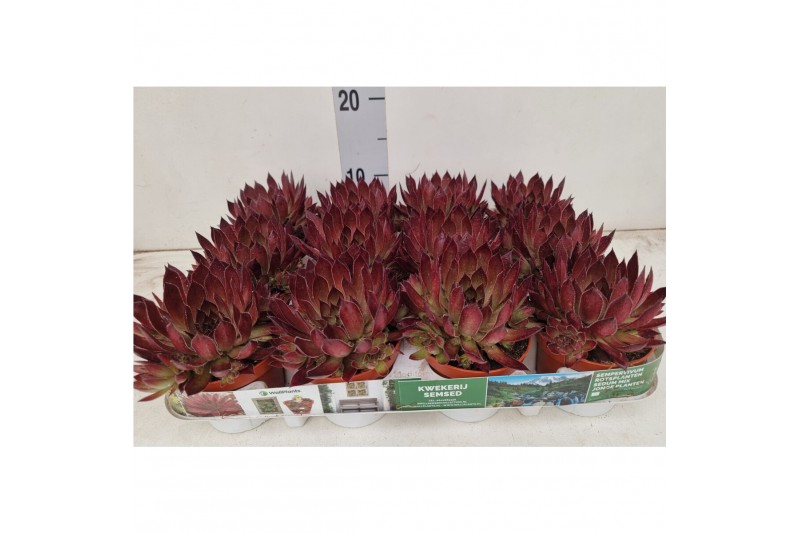 Sempervivum Sempervivum "Barcelona" kleur Cherry Red Sempervivum Sempervivum "Barcelona" kleur Cherry Red