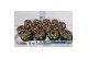 Sempervivum sempervivum "Berlijn" zilvergroen met rode punten 