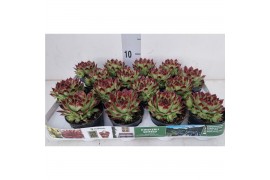 Sempervivum sempervivum "Berlijn" zilvergroen met rode punten