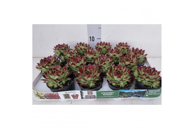 Sempervivum sempervivum "Berlijn" zilvergroen met rode punten Sempervivum sempervivum "Berlijn" zilvergroen met rode punten