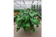Homalomena rubescens maggy 