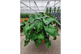 Homalomena rubescens maggy