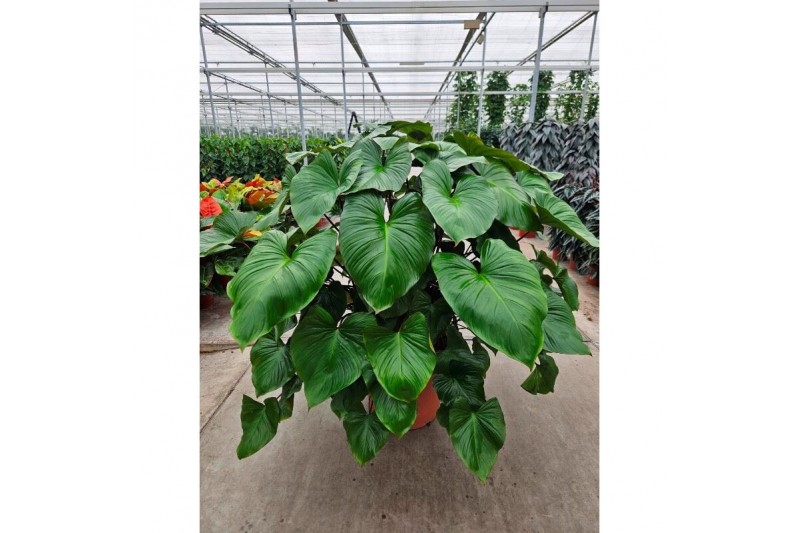 Homalomena rubescens maggy 