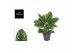Aglaonema onyx green 