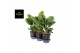 Aglaonema onyx green 