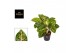 Aglaonema spring red 