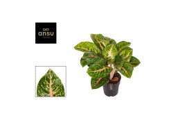 Aglaonema spring red