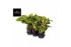 Aglaonema spring red 