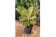Aglaonema spring red 