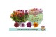 Chrysanthemum ind. mix carnaval mount aubisque autumn melange 