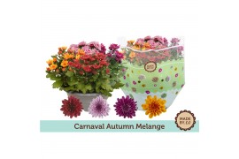Chrysanthemum ind. mix carnaval mount aubisque autumn melange