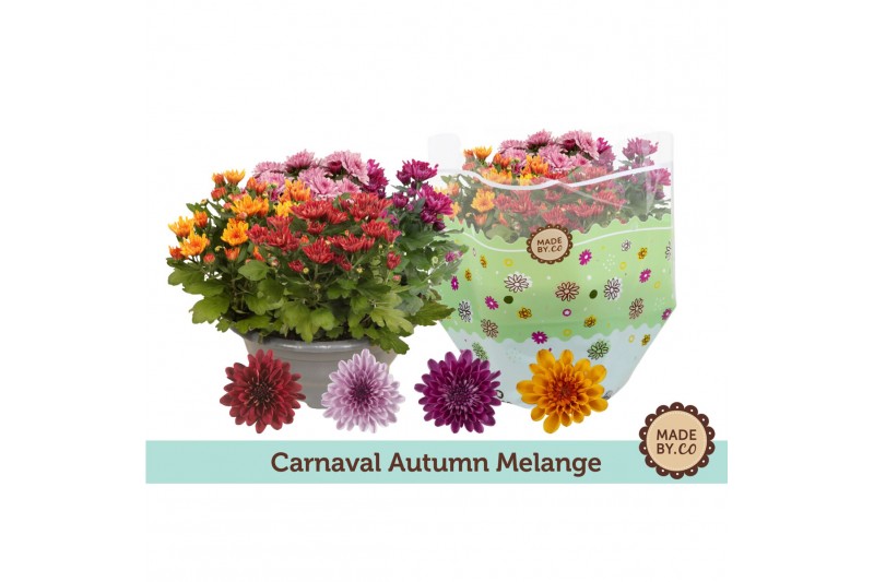 Chrysanthemum ind. mix carnaval mount aubisque autumn melange 